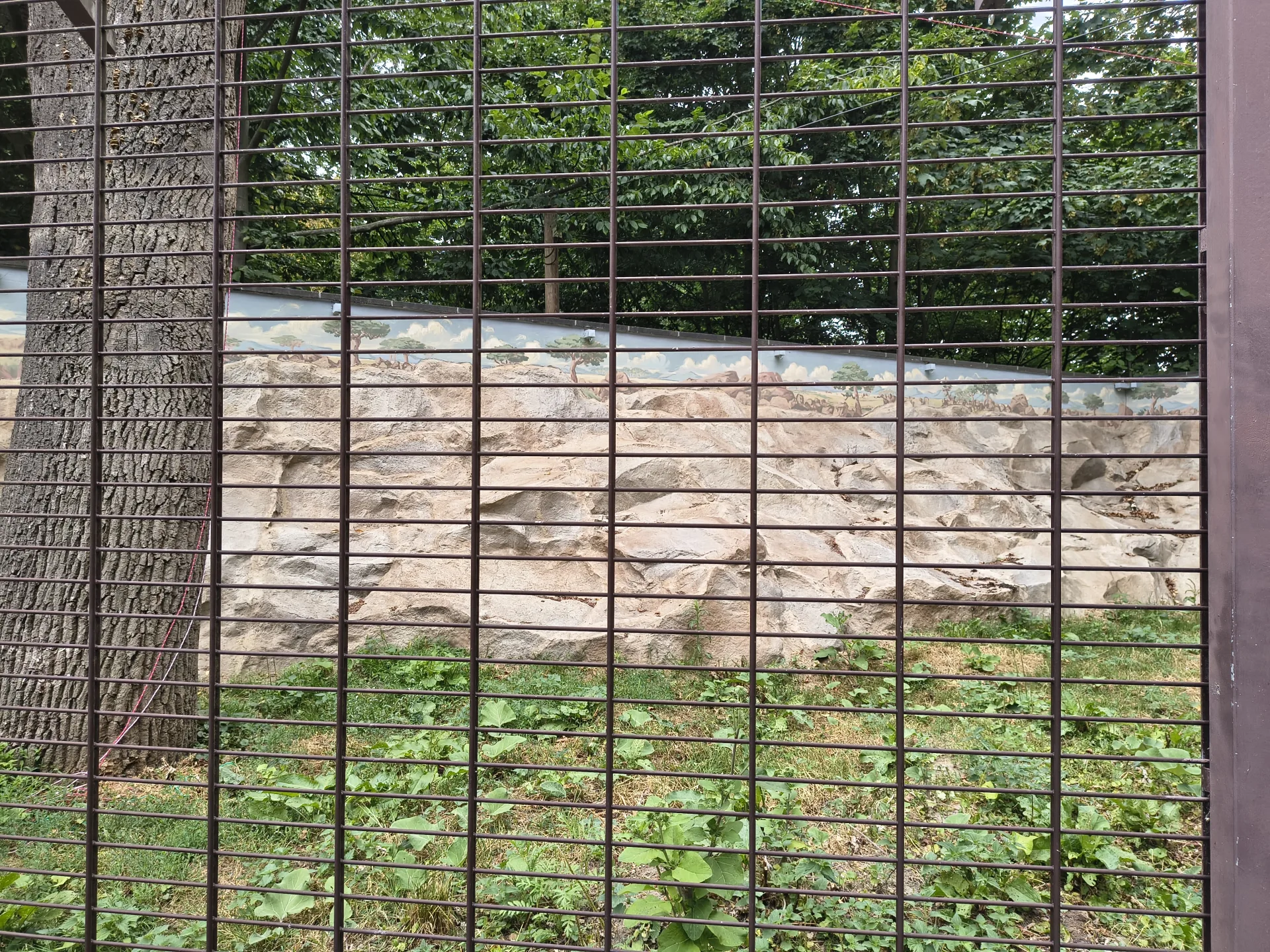 Felsgehege für Klippschliefer in einem deutschen Zoo